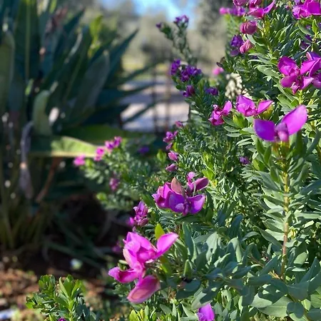 Dimora Toma 维耶斯泰