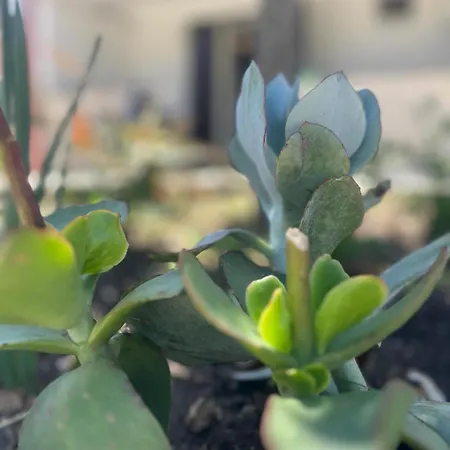 Appartamento Dimora Tomà Vieste