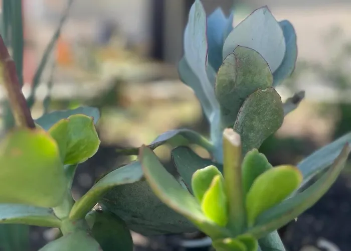 Daire Dimora Toma Vieste